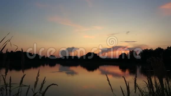 黄金时刻近池岸水中鱼美丽的放松环境捷克共和国视频的预览图