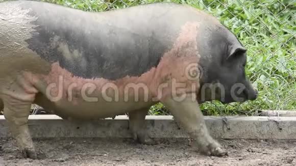 一只棕色和黑色的大猪在吃树叶和食物视频的预览图