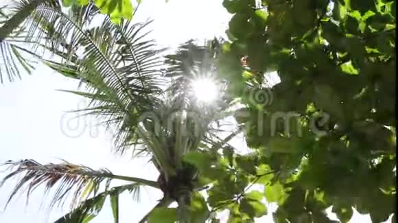 在印度尼西亚巴厘岛的一个热带岛屿上椰子棕榈树对抗蓝天视频的预览图