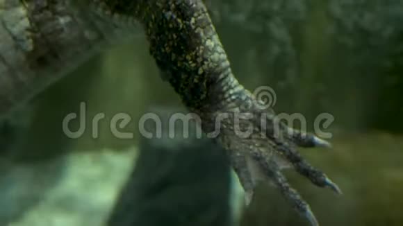 小绿鳄鱼在莫斯科的水族馆里游泳视频的预览图
