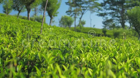 茶场与灌木丛对树特写慢动作视频的预览图
