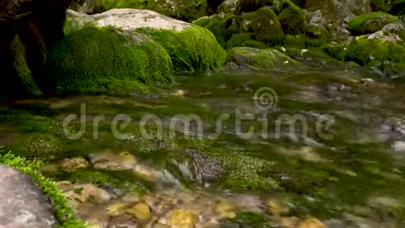 长满绿苔的岩石的小河阿布哈兹视频的预览图