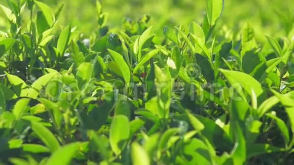 在人工林近景的茶叶上缓慢移动视频的预览图