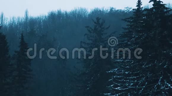 黑黑的傍晚森林的景色上面覆盖着厚厚的雪视频的预览图
