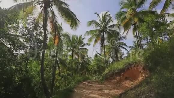 令人惊叹的丛林之路上的棕榈树和植物视频的预览图