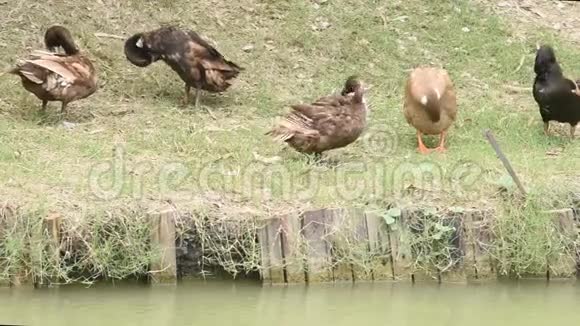 棕鸭和黑鸭正在池塘边清理羽毛视频的预览图