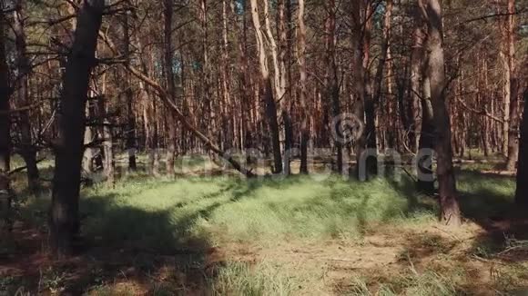 自然森林树木风光视频的预览图