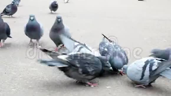 一大群鸽子在散步视频的预览图