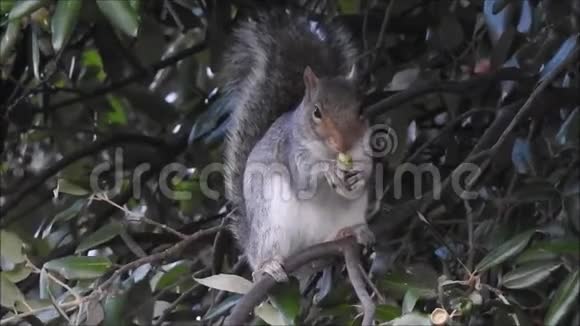 英国灰松鼠冬天吃橡子视频的预览图