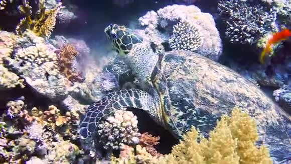 珊瑚礁海龟埃及红海视频的预览图