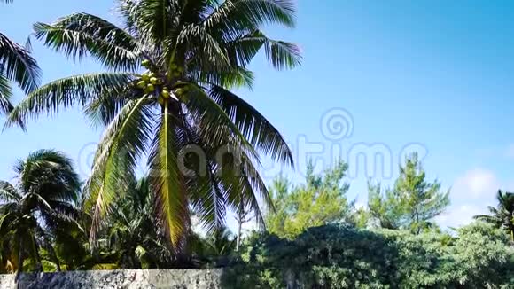 热带泻湖棕榈树上的杂草视频的预览图