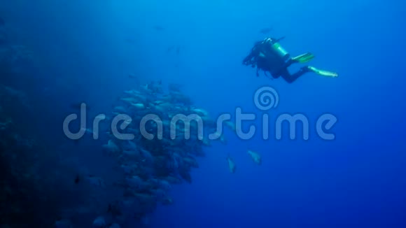 珊瑚礁潜水员和黑鼻虫学派埃及红海视频的预览图