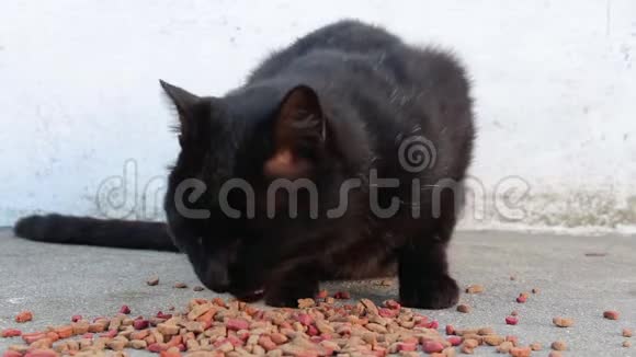 近距离的可怜流浪黑猫直接从地上室外吃干粮视频的预览图