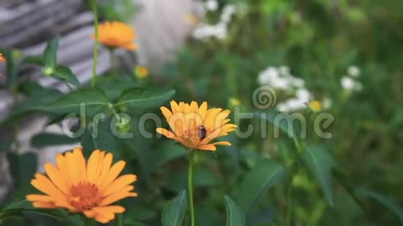 蜜蜂从花园里长出的一朵黄色的花里采蜜视频的预览图