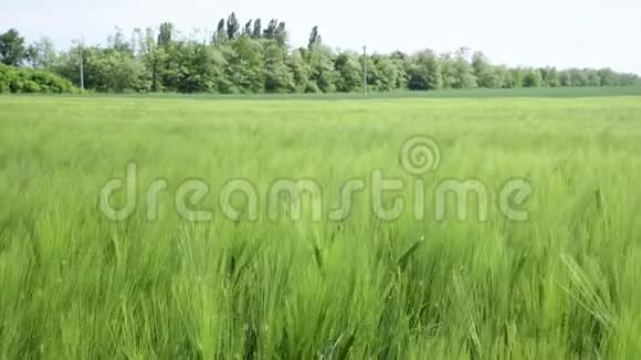 美丽的春天麦田和绿色的小麦特写为绿色产业草在风中摇曳视频的预览图