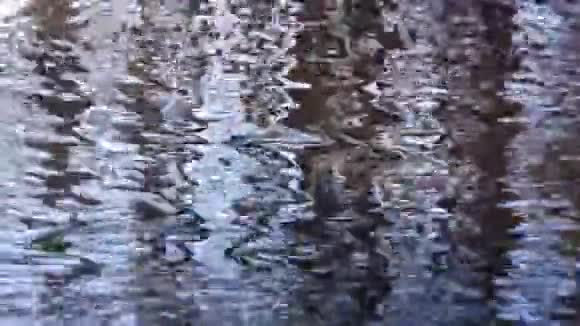 海岸树木的反射视频的预览图