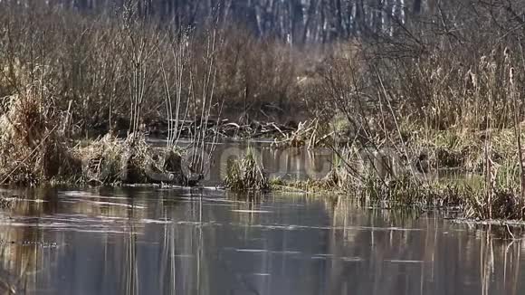 鸭子在交配季节在四月在小溪游泳在国家公园麋鹿岛莫斯科俄罗斯视频的预览图