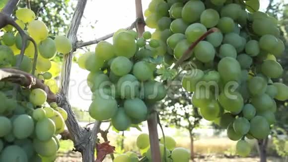 成熟的绿色葡萄束夏日的阳光透过树叶照耀视频的预览图