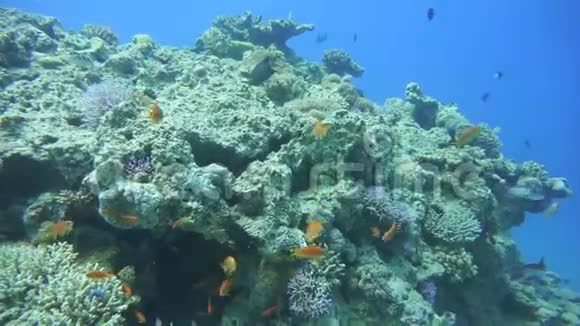 珊瑚礁软硬珊瑚玻璃鱼之派埃及红海视频的预览图