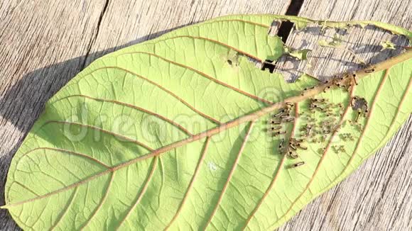 叶上有虫或幼虫毛虫是蔬菜和农业植物病害的危险害虫视频的预览图