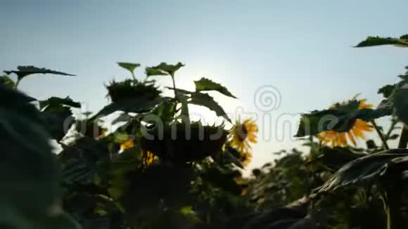 密集向日葵相机旋转180度视频的预览图