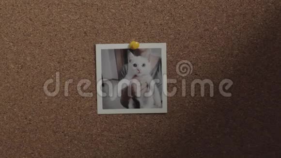 人与猫在软木板上拍照然后把它挂在里面视频的预览图