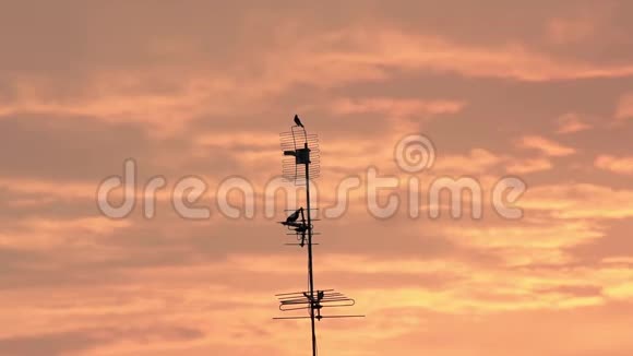 电视塔上鸟的剪影和夕阳的金光从云层中反射出来视频的预览图