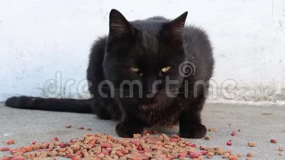 靠近谨慎的流浪黑猫环顾四周嗅着地上的干粮不吃就走视频的预览图