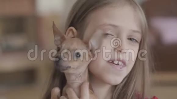 肖像小漂亮快乐的女孩抱着一只可爱的吉娃娃小狗和他在客厅里玩关门视频的预览图