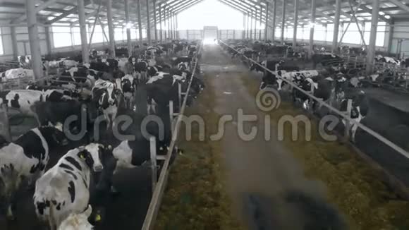 一条长满母牛的通道视频的预览图