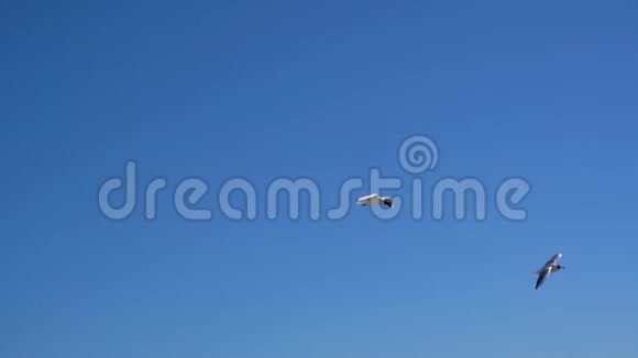 海鸥在蓝天上飞翔成群的鸟在大风中飞翔视频的预览图