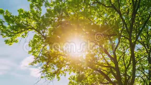 乡间小路走过夏季落叶森林公园阳光照耀下的阳光在夏天的松林中闪耀视频的预览图