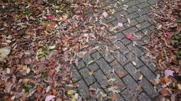 在秋天公园的小巷里散步落叶在公园车道的两侧视频的预览图
