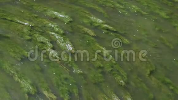 绿藻在水中移动视频的预览图
