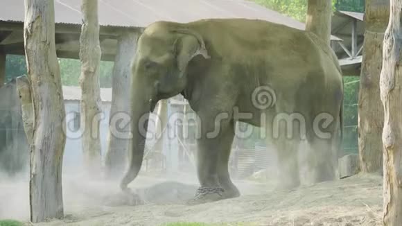 尼泊尔国家公园奇特万的农场里大象会溅起灰尘视频的预览图