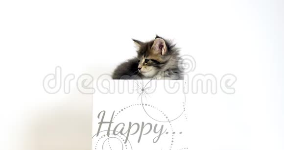 棕色斑纹的缅因州浣熊家猫礼品盒中的小猫白色背景法国诺曼底视频的预览图