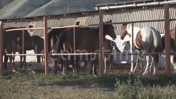 农场里的马视频的预览图