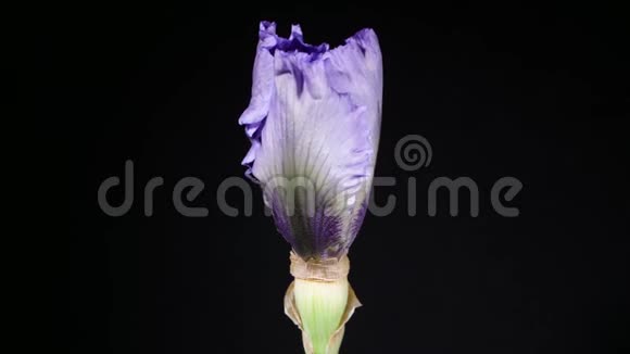 在黑色背景上开着美丽的紫罗兰花视频的预览图