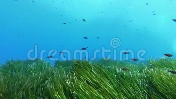 POV水肺潜水在非常绿色的正海藻田上视频的预览图