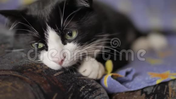 白脸黑猫躺在沙发上搅动着他的耳朵用绿色的眼睛看着相机宠物生活方式视频的预览图