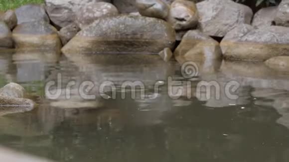 一只美丽的白天鹅在小池塘里静静地游动视频的预览图