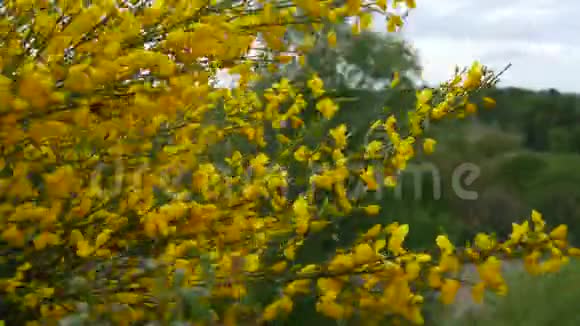 有黄色花朵的房间灌木视频的预览图