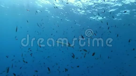 水下野生动物单独的梭鱼在非常干净的蓝色水中视频的预览图