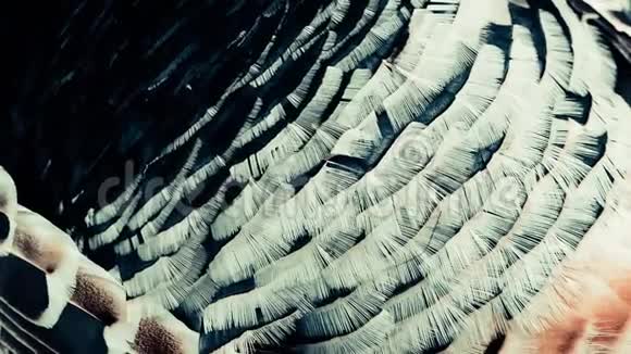 风上的鸟羽毛纹理视频的预览图