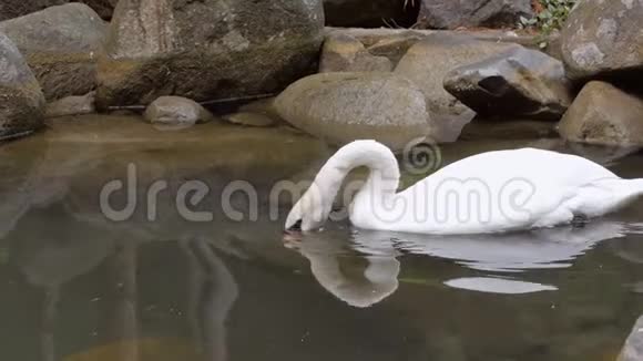 一只美丽的白天鹅静静地在一个小池塘里游泳视频的预览图