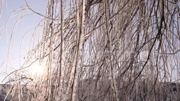白桦树的枝条在冬日的阳光下闪耀在霜冻的空气中摇摆慢动作4K特写视频视频的预览图