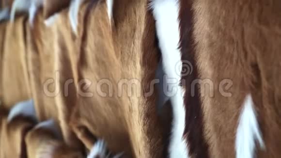 非洲的春羚羊鹿毛视频的预览图
