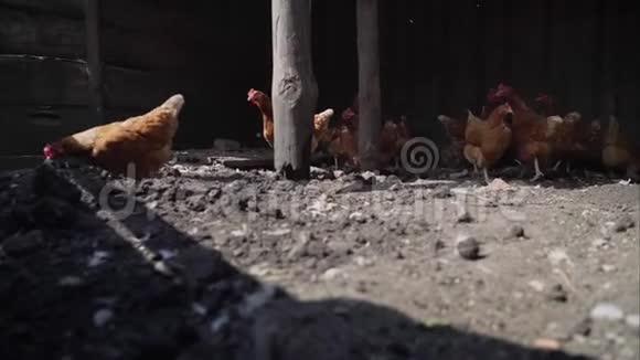 院子里有自制的棕色母鸡村里后院的自制活鸡视频的预览图