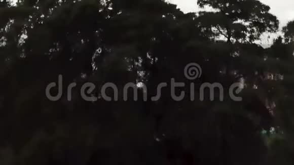 登顶无人机鸟瞰哥伦比亚城麦德林在一棵树后视频的预览图
