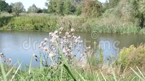 野生干植物牛奶河的背景蓟水飞蓟马里亚纳姆或红桃马里亚纳治疗草药用于视频的预览图